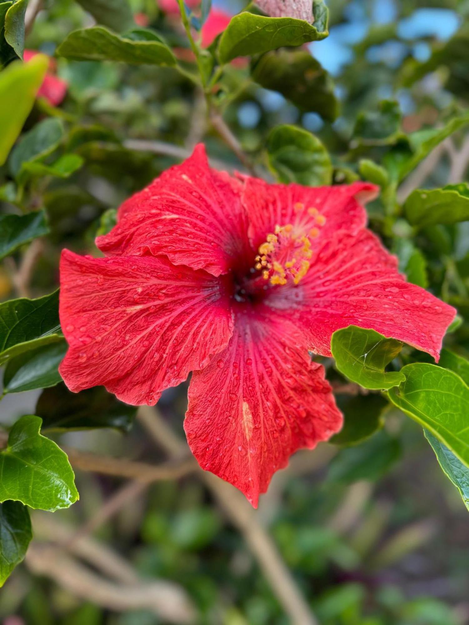 Anavai Rapa Nui * Hanga Roa